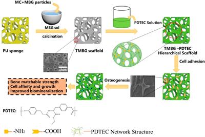 Rational Design and Fabrication of Biomimetic Hierarchical Scaffolds With Bone-Matchable Strength for Bone Regeneration